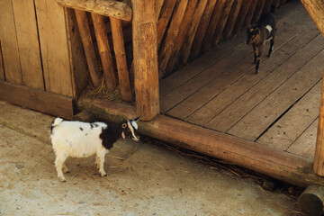 Wall Mural - View of cute goats on farm