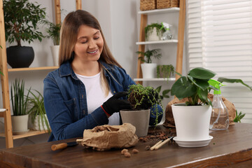 Canvas Print - Woman transplanting houseplant at wooden table indoors