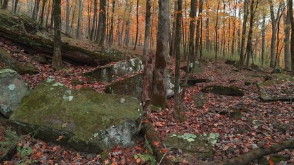 Wall Mural - Mossy green rocks and golden yellow leaves on fall colored trees in dark moody autumn Arkansas Ozark mountain forest 