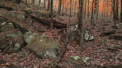Wall Mural - Mossy green rocks and golden yellow leaves on fall colored trees in dark moody autumn forest 