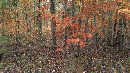Wall Mural - Autumn forest with fall colored trees and colorful orange leaves in damp moody woodland mountainous area  