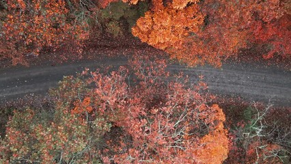 Wall Mural - Aerial top down drone overhead view of fall trees and autumn forest with winding road via birds eye view with seasonal colorful leaves 