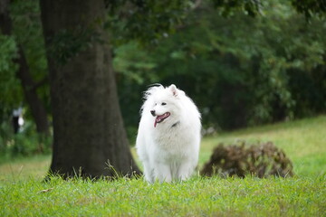  American Eskimo Dog