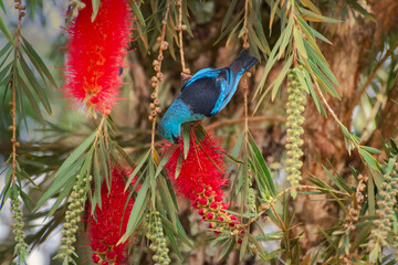 Bird branch colorful cute animal