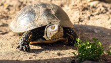 A Turtle In The Desert On A Hot Day Crawls To A Green Plant To Eat