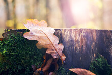 Brown Oak Leaf With Dew Drops On An Old Stump In The Forest On A Sunny Autumn Morning