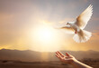 © henjon - A white dove of Peace or simply, Peace dove, released or coming back to a pair of hands in the sunset or soft morning light. Hope, peace and Love. Copy Space.