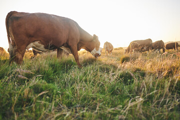 Wall Mural - Agriculture, nature and grass with cow on farm for for sustainability, environment and meat industry. Sunset, cattle and milk production with animals in countryside field for livestock and ecosystem