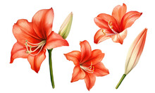 Set Watercolor Drawing Of A Red Hippeastrum Flowers . Frame Botanical Watercolor Illustration Of A Delicate Hippeastrum Flower Is Isolated On A White Background.
