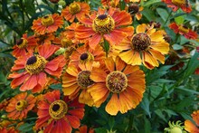 Closeup On The Brilliant Orange To Red Flowers Of The Sneezeweed, Helenium Autumnale In The Garden
