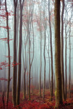 Fototapeta Las - Traum Wald mystisch mit Nebel und rot