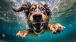 a freediver dog dives in clear water in summer.