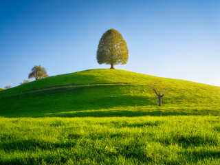 Wall Mural - nature. tree on top of the hill. landscape before sunset. fields and meadows. natural wallpaper. agr