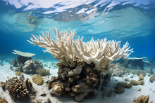 Panoramic Underwater View Of A Lifeless Bleached Coral Reef