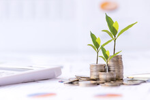 The Tree  Growing On Money Coin Stack For Investment,  Business Newspaper With Financial Report On Desk Of Investor Real Estate Business, City Background.  Investment Property Growth Concept