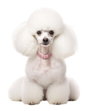 White Poodle Isolated On White Transparent Background, Png, Dog
