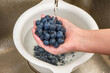Mycie owoców pod bieżącą wodą, borówka amerykańska 