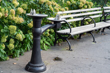 Antique Water Fountain By Empty City Park Bench Hydrangeas