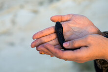 Black Snake In The Hands Of The Palms Of A Woman, Close-up.