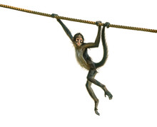 Young Spider Monkey On The Rope
