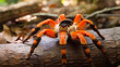 Birdeater tarantula spider Brachypelma smithi in natural forest environment. Bright orange colourful giant arachnid. AI Generative.