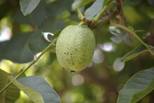 Unripe Walnuts Growing On A Walnut Tree