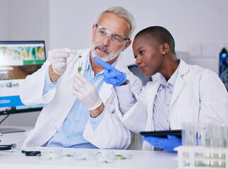 Wall Mural - scientist, science team with test tube and plant, black woman and senior man with medical research i