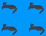 Kot