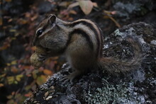 Lonely Chipmunk In The Forest Eating Peanuts