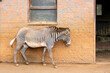 zebra in a zoo in front of a red wall