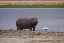 Hippopotamus And African Spoonbill At Lake On Savanna In Amboseli National Park In Kenya