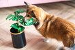 welsh corgi dog and monstera house plant