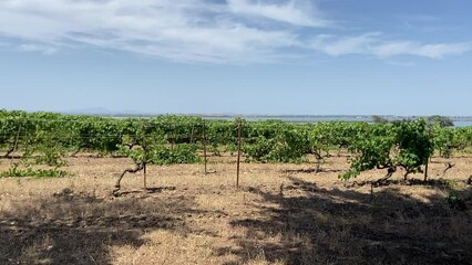 Poster - Vignoble à Maguelone, Occitanie