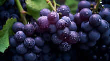 A Succulent Cluster Of Purple Grapes, Glistening With Natural Sweetness, Ready To Be Savored.