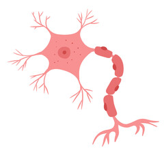 nerve cell illustration