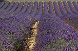 Fototapeta Lawenda - Lavendula x intermedia,  Lavandin, Culture , Provence, plateau de Valensole 04, Alpes de Haute Provence, France