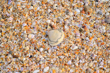 Off White Seashell Seen On The Bed Of Shells On The Beach