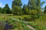 Fototapeta Kuchnia - footpath in the forest