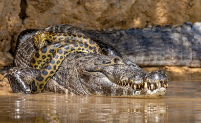 Wall Mural - Cayman (Caiman crocodylus yacare) vs Anaconda (Eunectes murinus). Cayman caught an anaconda. Anaconda strangles the caiman. Brazil. Pantanal. Porto Jofre. Mato Grosso. Cuiaba River.