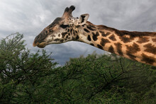 Portrait Of A Wild Majestic Tall Maasai Giraffe In The Savannah In The Serengeti National Park, Tanzania, Africa
