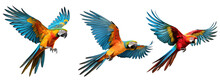 Set Of Three Flying Parrots Isolated On White Background, Clipart. Parrot Png With Transparent Background, Cutout.
