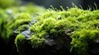 An image capturing the feathery texture of moss growing on a stone surface, with tiny tendrils and a vibrant green color