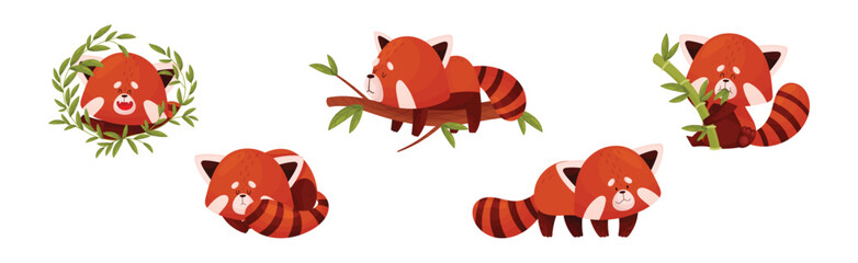 Wall Mural - cute red panda chinese animal character with striped tail vector set