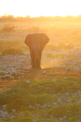 Wall Mural - African elephant at Okuakuejo Waterhole, Etosha, Namibia