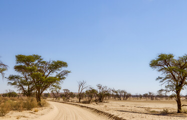 Wall Mural - Dirt road in the Kgalagadi, South Africa