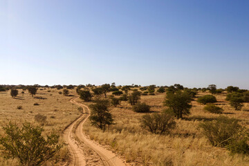 Wall Mural - Open dirt road in the Kgalagadi Transfrontier Park, Kalahari, South Africa