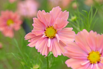 coral pink cosmos bipinnatus 'apricotta' in flower.