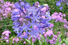 Blue Agapanthus 'Margaret WakehurstÕ, Commonly Known As Lily Of The Nile Or African Lily, In Flower.