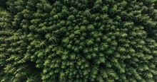 Aerial Top Down Shot Of A Thick Forest