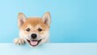 
Cheerful and joyful Shiba Inu puppy, with a smiley expression, peeking out in a portrait. It's isolated against a background of pastel blue, radiating vibrant colors